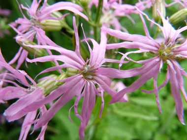 Fleurs roses caractéristiques : ses 5 pétales ressemblant chacune à une improbable palme découpée en 4 parties. Agrandir dans une nouvelle fenêtre (ou onglet)